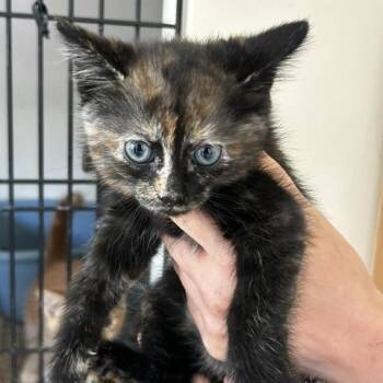Lupe -  American Shorthair Cat for Adoption in Poplar Bluff, Missouri - Lupe | PetCurious