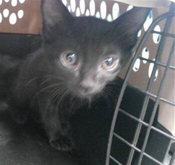 A479068 -  Domestic Short Hair Cat for Adoption in Oklahoma City, Oklahoma - A479068 | PetCurious