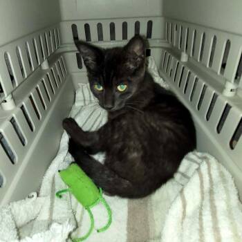 Jade Shadow C12130 -  Domestic Short Hair Cat for Adoption - Jade Shadow C12130 | PetCurious