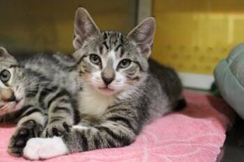 Domestic Short Hair Cats Available for Adoption in Kansas City, Missouri - Sparkler | PetCurious