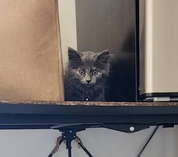 Rescue Dilute Tortoiseshell Cats for Adoption in Elko New Market, Minnesota - Belle | PetCurious