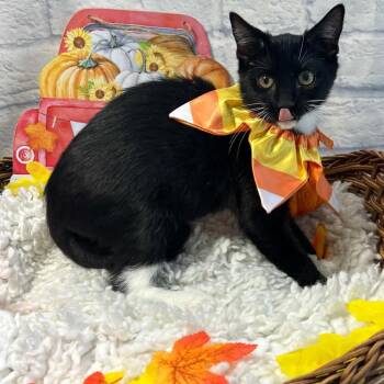 Binx -  Domestic Short Hair Cat for Adoption in Harrisonburg, Virginia - Binx | PetCurious