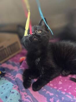Oklahoma Joe -  Domestic Short Hair Cat for Adoption in Westland, Michigan - Oklahoma Joe | PetCurious