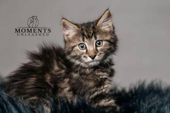Mudkip  -  Domestic Long Hair Cat Available for Adoption - Mudkip  | PetCurious