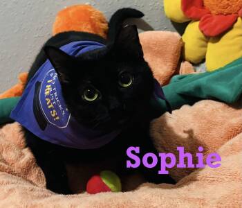 Rescue American Shorthair Cats for Adoption - Sophie | PetCurious