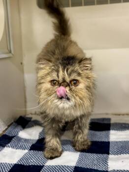 Ziva -  Persian and Tortoiseshell Cat for Adoption in Visalia, California - Ziva | PetCurious