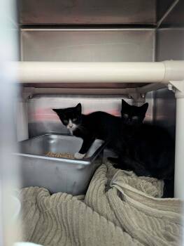 Mickey - At shelter -  Domestic Short Hair Cat for Adoption in Rustburg, Virginia - Mickey - At Shelter | PetCurious