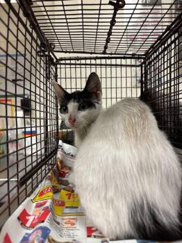 Valerie -  Domestic Short Hair Cat for Adoption in Austin, Texas - Valerie | PetCurious
