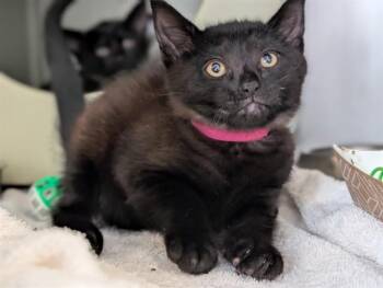 A887302 -  Domestic Short Hair Cat for Adoption in Camarillo, California - A887302 | PetCurious