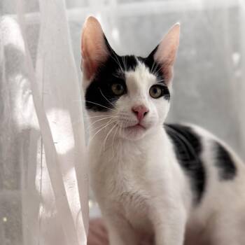 FARQUAAD -  Domestic Short Hair Cat for Adoption in East Greenwich, Rhode Island - FARQUAAD | PetCurious