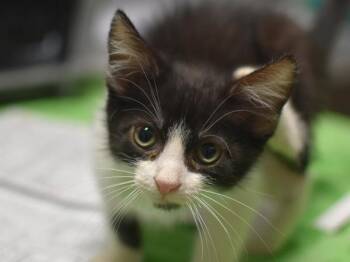 Dusty -  Domestic Short Hair Cat for Adoption in Portland, Oregon - Dusty | PetCurious