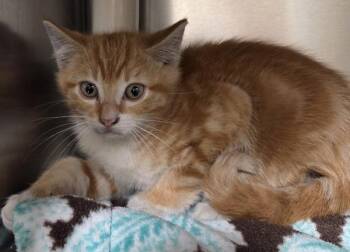 Confit -  Domestic Short Hair Cat for Adoption in Vancouver, Washington - Confit | PetCurious