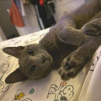 Willow Gray -  Domestic Short Hair Cat for Adoption in Austin, Texas - Willow Gray | PetCurious