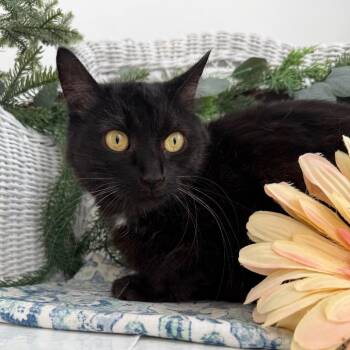 Iris Garden 56404 -  Domestic Short Hair Cat for Adoption in Eaton Rapids, Michigan - Iris Garden 56404 | PetCurious