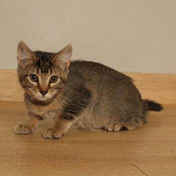 Issa C71622 -  Domestic Short Hair Cat for Adoption in Minnetonka, Minnesota - Issa C71622 | PetCurious
