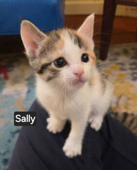 Rescue Domestic Short Hair Cats for Adoption in Telford, Pennsylvania - Sally (Lehigh Litter) | PetCurious