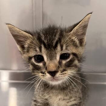 Sokka -  Domestic Short Hair Cat for Adoption in Washburn, Missouri - Sokka | PetCurious