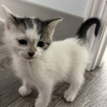 Rescue Domestic Short Hair Cats for Adoption in Crookston, Minnesota - Ruffruner | PetCurious