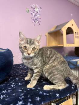 Sabrina -  Domestic Short Hair Cat for Adoption in Freeport, New York - Sabrina | PetCurious