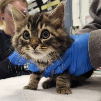 Medulla -  Domestic Long Hair Cat for Adoption in Pittsburgh, Pennsylvania - Medulla | PetCurious