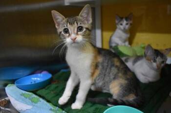 May -  Domestic Short Hair Cat for Adoption in Kansas City, Missouri - May | PetCurious