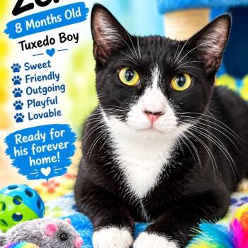 Zeke -  Domestic Short Hair and Tuxedo Cat for Adoption in Antioch, California - Zeke | PetCurious
