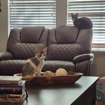 Windy -  Domestic Short Hair Cat for Adoption in Dallas, Texas - Windy | PetCurious
