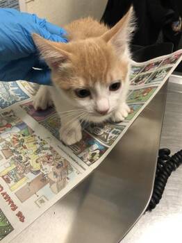 Rescue Domestic Short Hair Cats for Adoption in Long Beach, California - PEANUT | PetCurious