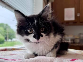 Domestic Long Hair Cats Available for Adoption in Powell, Ohio - Precious | PetCurious