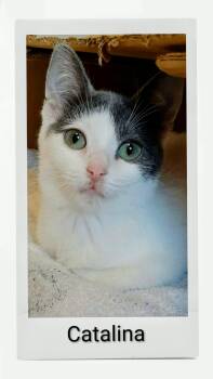 Catalina -  Domestic Short Hair Cat for Adoption in Caistor Centre, Ontario - Catalina | PetCurious