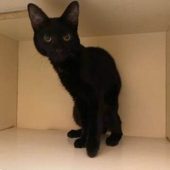 Domestic Short Hair Cats Available for Adoption - Mr. Muffin Pants | PetCurious