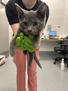 Domestic Short Hair Cats Available for Adoption in Indianapolis, Indiana - BABYBEL | PetCurious