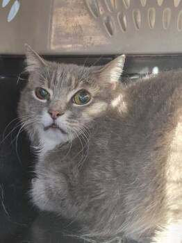 Pen 28 Early -  Domestic Short Hair Cat for Adoption in Lawrenceville, Georgia - Pen 28 Early | PetCurious