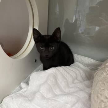 Dime -  Domestic Short Hair Cat for Adoption in Jupiter, Florida - Dime | PetCurious