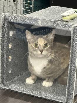 INDIE -  Domestic Short Hair Cat for Adoption in Casper, Wyoming - INDIE | PetCurious