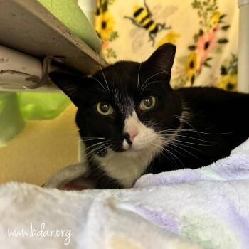 Domestic Short Hair Cats Available for Adoption - Jake | PetCurious