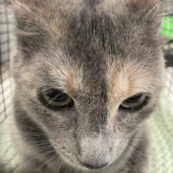 Domestic Short Hair Cats Available for Adoption in Des Moines, Iowa - Marnie | PetCurious