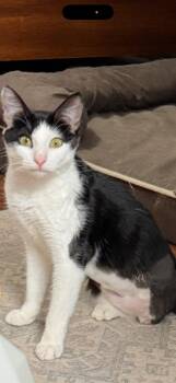 Emerald (tri-pod) -  Domestic Short Hair Cat for Adoption in Frisco, Texas - Emerald (tri-pod) | PetCurious