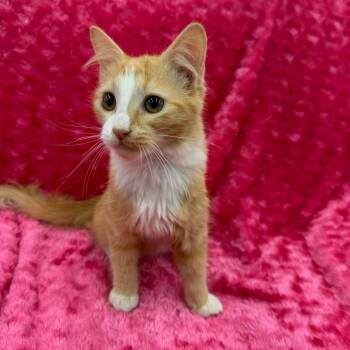 Tez -  Domestic Medium Hair Cat for Adoption in Raleigh, North Carolina - Tez | PetCurious