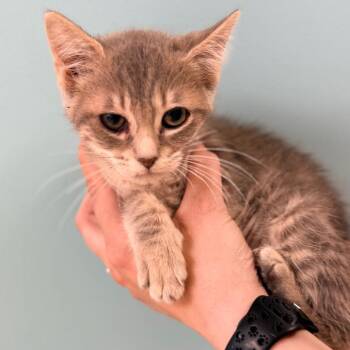 Domestic Short Hair Cats Available for Adoption in Columbus, Georgia - Scone | PetCurious