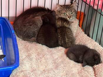 Domestic Long Hair Cats Available for Adoption - Whisper | PetCurious