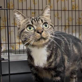 Misty -  Domestic Short Hair Cat for Adoption in Chilliwack, British Columbia - Misty | PetCurious
