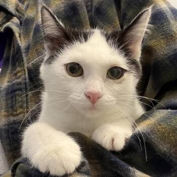Angel -  Domestic Short Hair Cat for Adoption in Des Moines, Iowa - Angel | PetCurious