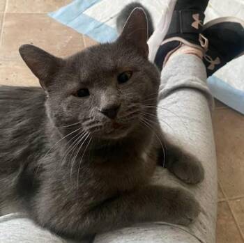 Ned -  Domestic Short Hair Cat Available for Adoption in Sterling Heights, Michigan - Ned | PetCurious