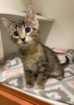 Rescue Domestic Short Hair Cats for Adoption in Mason City, Iowa - Moonpie | PetCurious