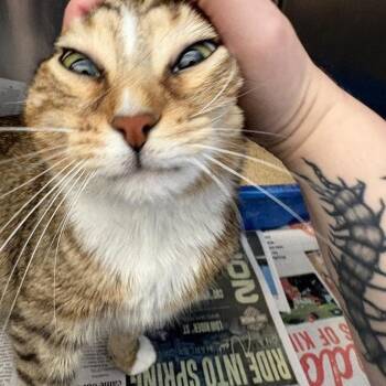 Muezza -  Domestic Short Hair Cat Available for Adoption in Pittsburgh, Pennsylvania - Muezza | PetCurious