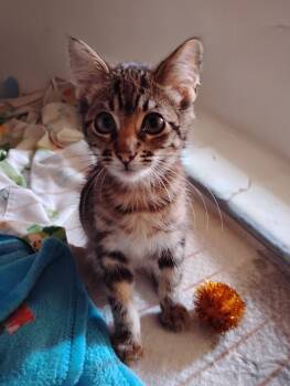 Charlie -  Domestic Short Hair Cat for Adoption in Woodland, California - Charlie | PetCurious