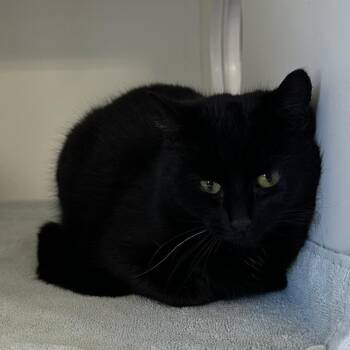 Domestic Short Hair Cats Available for Adoption - Vanellope Von Schweetz | PetCurious