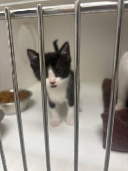 Nezuko -  Domestic Short Hair Cat for Adoption in Greenfield, Indiana - Nezuko | PetCurious