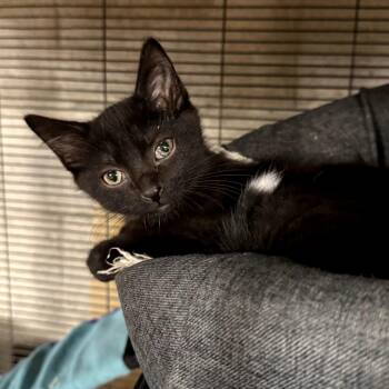 Domestic Short Hair Cats Available for Adoption - Helium | PetCurious